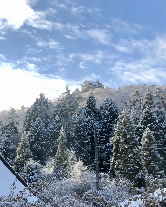 ❄️🌲❄️
昨日はたぶん初雪でした。

秋色の木と常緑の木に白い雪で水色の空🎨
色彩溢れてた！

#雪 景