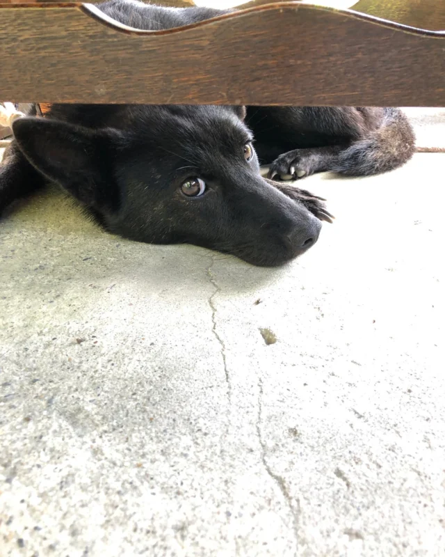 ☕️
来客の日をまちがえていて
ティーの準備をしながら
しばらくぼんやり待ってました

代わりに家族で午前のおやつタイムを

ぶたさんの上下にガムをくっつけたかのような鈍色ブチのカップ

マグカップの取手を割ってしまい
キズ跡を銀でお手当て🩹
カサブタのような銀彩でいいわ〜

草刈りが果てしない夏

#待つ犬