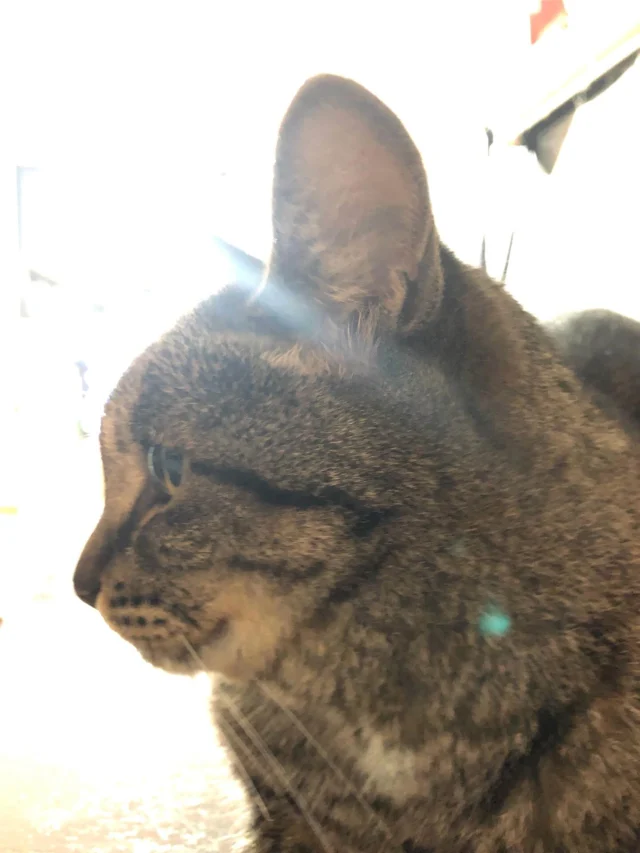 🐱♡
猫よ
猫たちよ
最良の出会いよ

#222