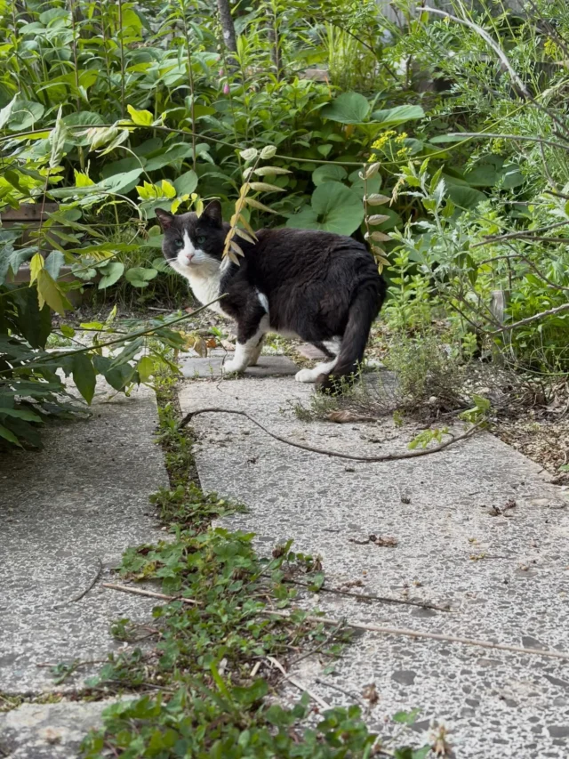 🌿🐱🌿
時々寝泊まりしてたり
ご飯だけ食べに来たりするモニちゃんが
久しぶりにやって来た🐱🐶

モニちゃんの目はきれいな緑色

草刈りシーズンもきてるな

#のらねこ